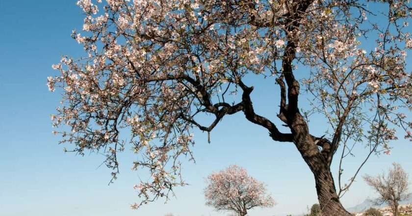 Descubre la espectacular floración del almendral renovado en la Quinta de los Molinos de Madrid