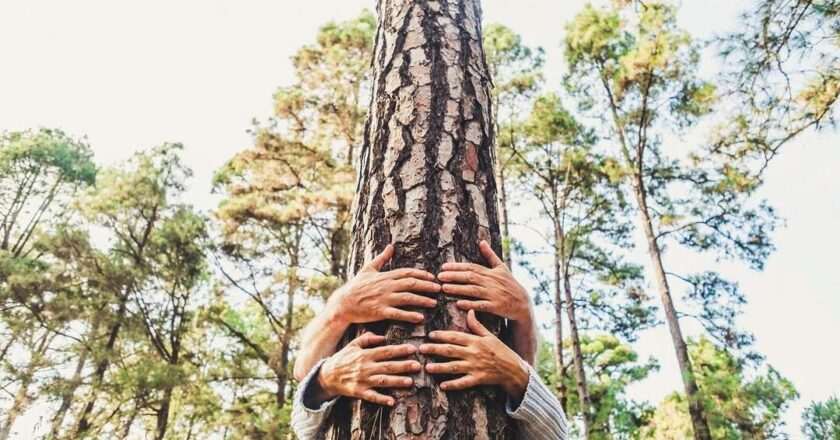 Madrid se une a la celebración del Día del Árbol con actividades emocionantes para toda la familia