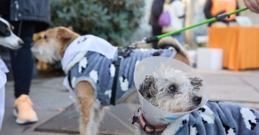 Veterinarios se movilizan el 26 de marzo con protestas y crean el Comité de Crisis VET