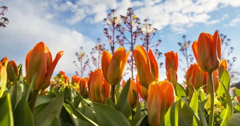 Descubre la belleza de los tulipanes en el Real Jardín Botánico de Madrid esta primavera: fechas y ubicación para disfrutar de su esplendor.