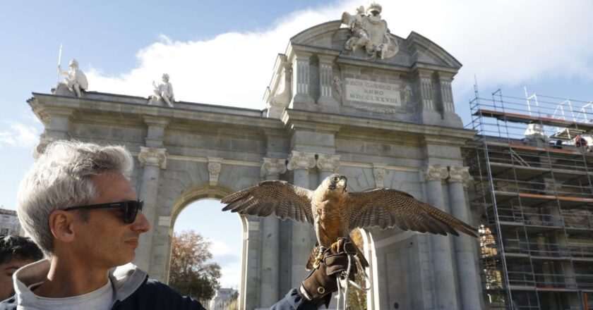Águilas y halcón: el nuevo plan para ahuyentar palomas de la Puerta de Alcalá desde el 1 de mayo