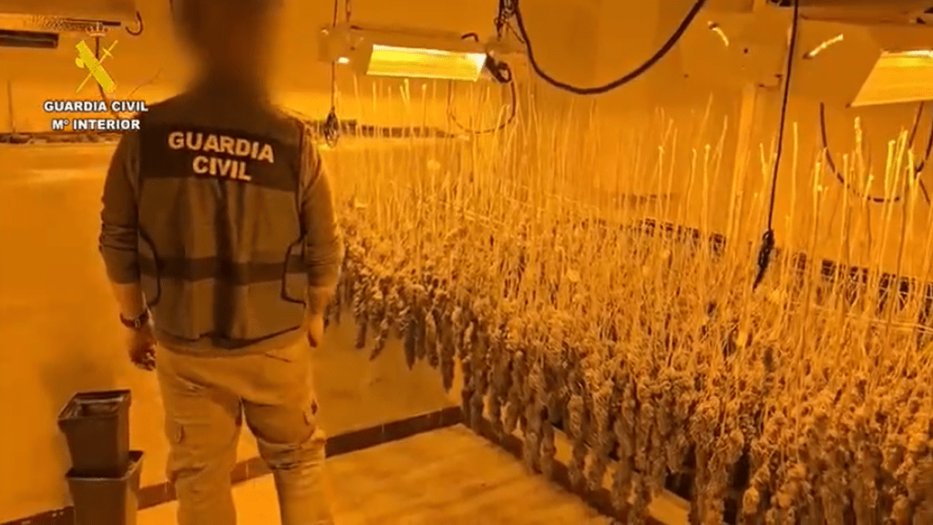 Desmantelan Plantaciones de Marihuana en Villa del Prado y Navas del Rey: Doce Detenidos en Operativo Policial