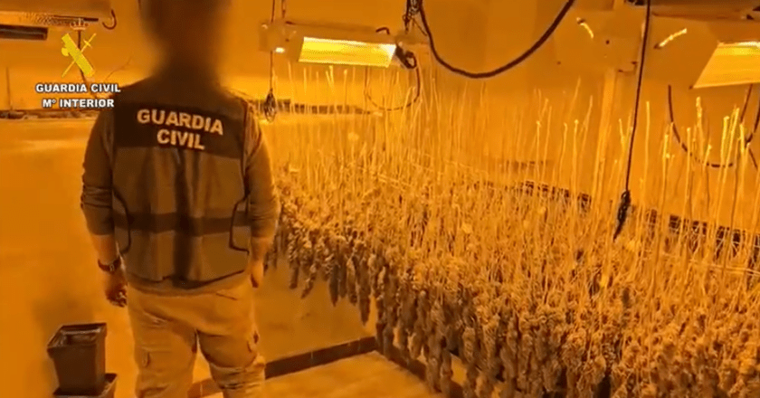 Desmantelan Plantaciones de Marihuana en Villa del Prado y Navas del Rey: Doce Detenidos en Operativo Policial