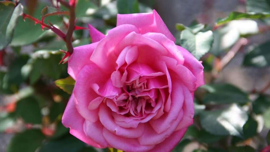 Descubre las 296 impresionantes rosas de la colección del Jardín Botánico con un solo clic