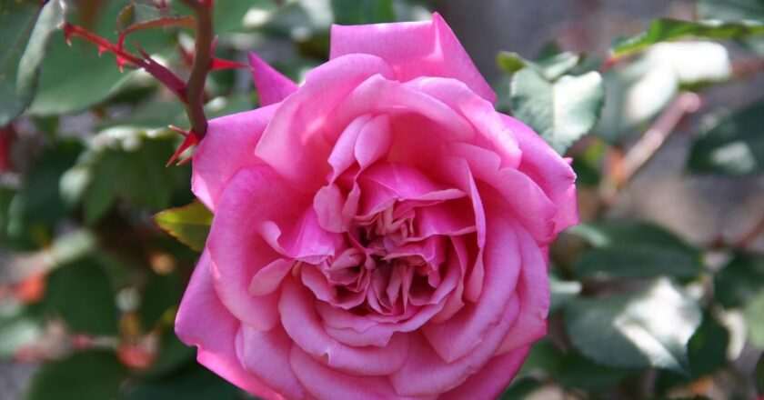 Descubre las 296 impresionantes rosas de la colección del Jardín Botánico con un solo clic