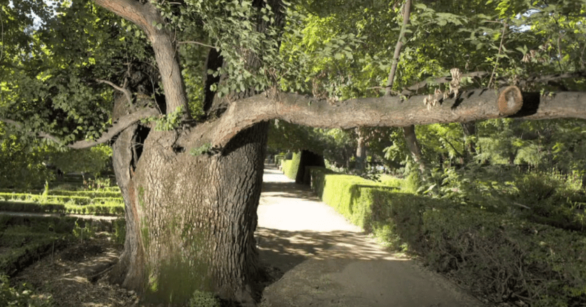 La fascinante renovación de ‘Pantalones’, el emblemático olmo del Real Jardín Botánico de Madrid