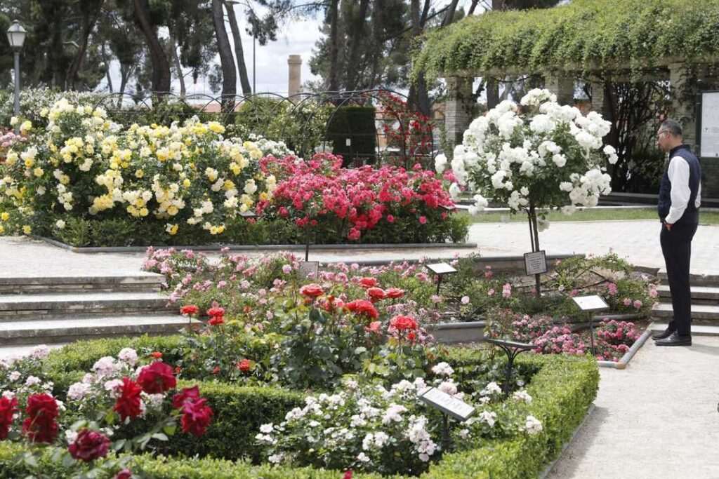 Descubre el Concurso de Rosas 2026 en la Rosaleda del Parque Oeste de Madrid