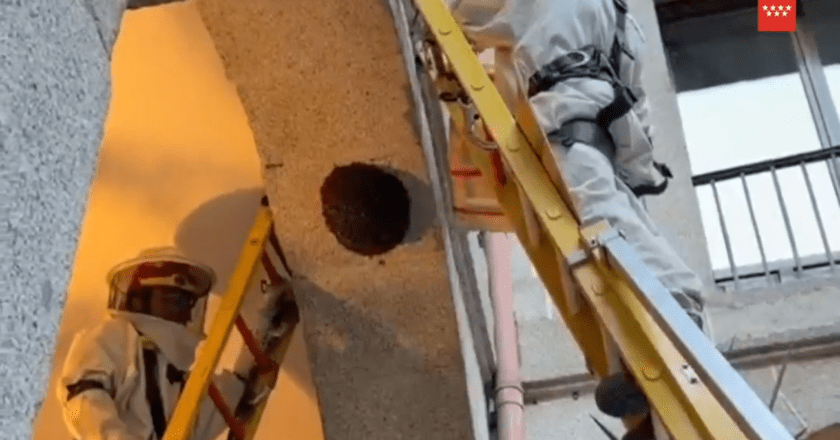 Bomberos eliminan enjambre de abejas en el histórico Castillo de Villaviciosa de Odón