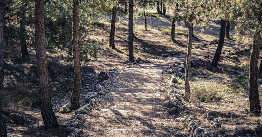 Rivas y sus vecinos revitalizan el parque Mazalmadrit: un pulmón verde de 120 hectáreas para la comunidad