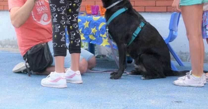 Terapias con Animales en Alcorcón: Una Solución Efectiva para Gestionar la Ira en Menores Vulnerables