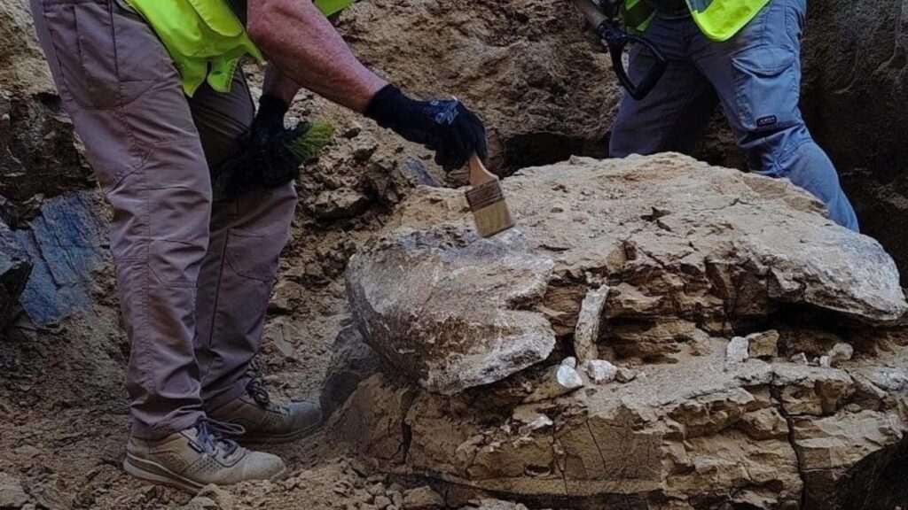 Descubren en Madrid una tortuga gigante de hace 15 millones de años durante obras en el Ayuntamiento