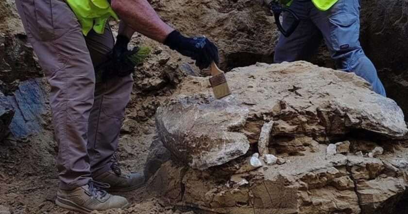 Descubren en Madrid una tortuga gigante de hace 15 millones de años durante obras en el Ayuntamiento