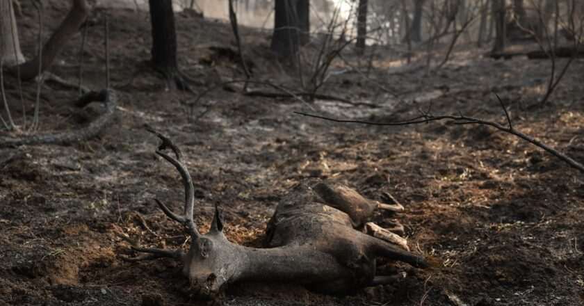 Prohibición de la caza en zonas de Madrid y Ávila devastadas por incendios: una medida necesaria