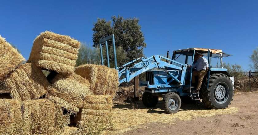 Medio millón de kilos de forraje para apoyar a ganaderías afectadas por el incendio en la Sierra Oeste