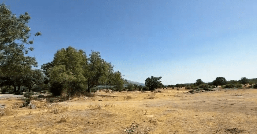Moralzarzal Reforesta la Dehesa Vieja con 250 Fresnos Donados por IMIDRA