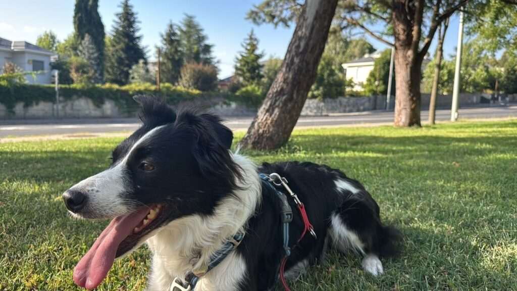 Urgente: Ayuda a encontrar a Menta, perra Border Collie desaparecida en Navacerrada