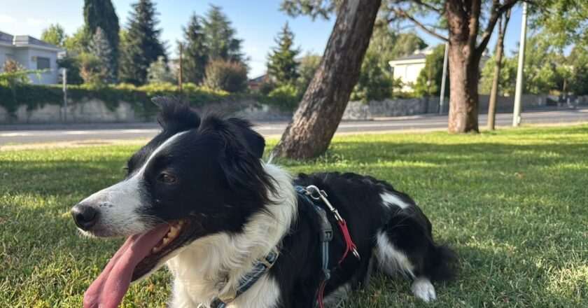 Urgente: Ayuda a encontrar a Menta, perra Border Collie desaparecida en Navacerrada
