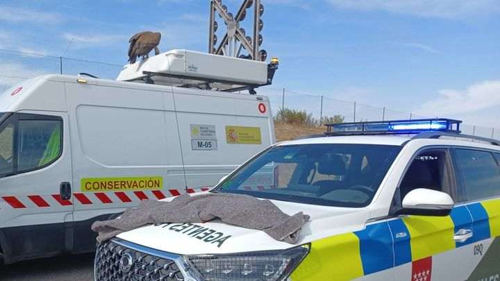 Rescate de un buitre leonado en Móstoles: ave se posa en señal de tráfico de la A-5