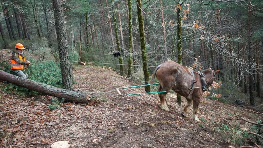 Formación Gratuita para 1.500 Profesionales Agropecuarios en Regeneración de Suelos Forestales en la Comunidad de Madrid