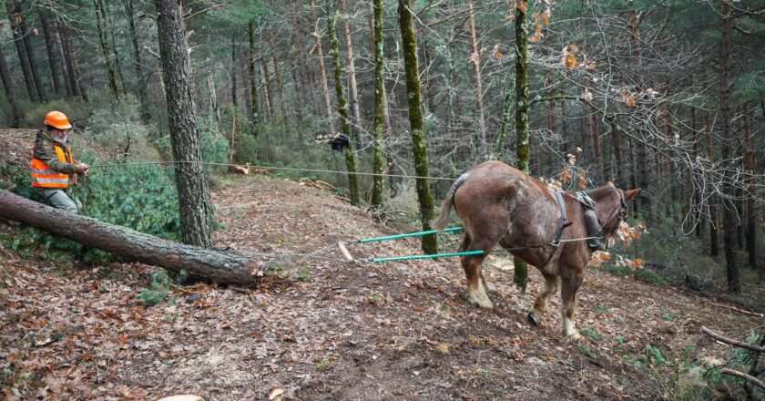 Formación Gratuita para 1.500 Profesionales Agropecuarios en Regeneración de Suelos Forestales en la Comunidad de Madrid